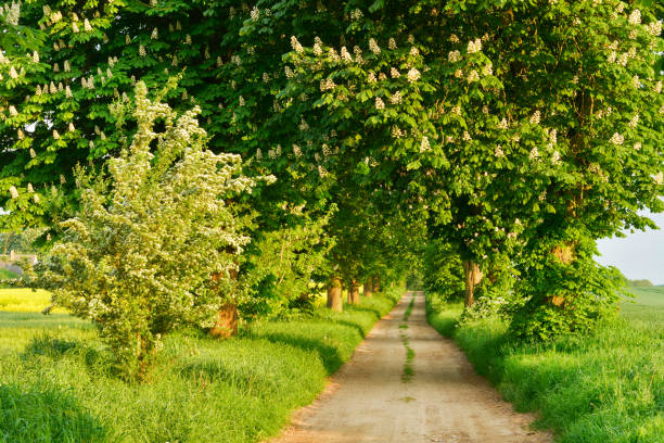 Tree lined Dirt Road in Spring, Horse Chestnut Trees in Full Bloom