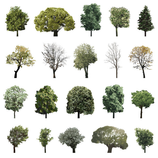 wektorowa kolekcja wysoko szczegółowych izolowanych drzew - poplar tree illustrations stock illustrations