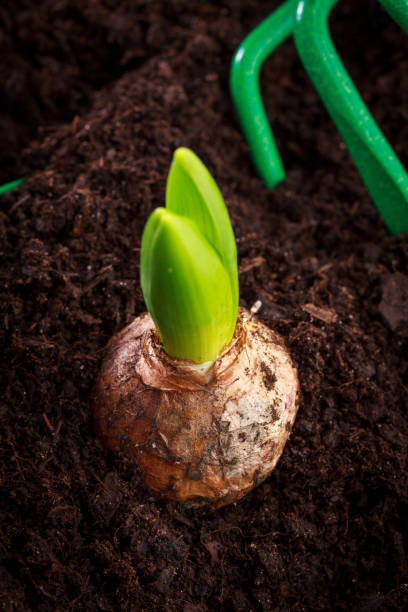 istock Young hyacinth in raw soil, view from above. 930062520