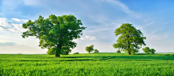 Panoramic of old solitary oak trees in endless green field of crops under a beautiful blue sky with clouds in spring