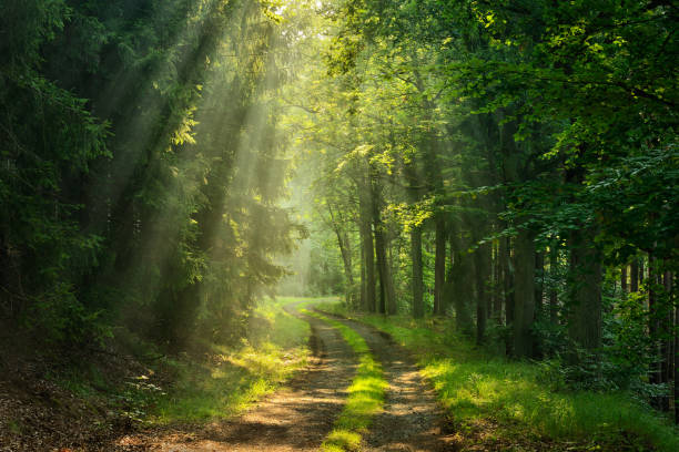 sentiero attraverso la foresta verde illuminato da raggi del sole attraverso la nebbia - light in forests foto e immagini stock