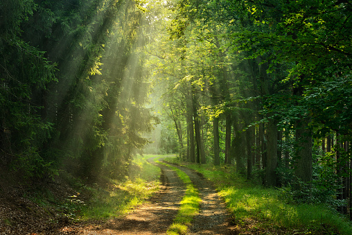 Hiking Trail through Natural Forest, Sunbeams through Morning Fog