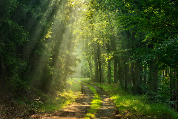 пешеходная дорожка через зеленый лес, освещенный sunbeams через туман - forest sunbeam tree light стоковые фото и изображения