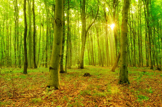 istock Fairytale Forest of Beech Trees illuminated by Sunbeams through Fog 930063060