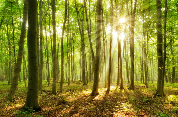 istock Bright Natural Forest of Beech Trees, Sunbeams through Fog 930063860
