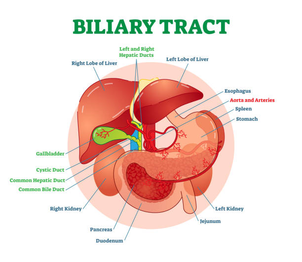 Biliary tract medical vector illustration system diagram with esophagus, stomach, duodenum, pancreas, spleen, gallbladder ducts and liver. Biliary tract medical vector illustration system diagram with esophagus, stomach, duodenum, pancreas, spleen, gallbladder ducts and liver. Medical anatomical information poster. gall bladder stock illustrations