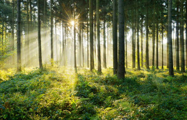 istock Fairytale Forest of Spruce Trees illuminated by Sunbeams through Fogd 930064200