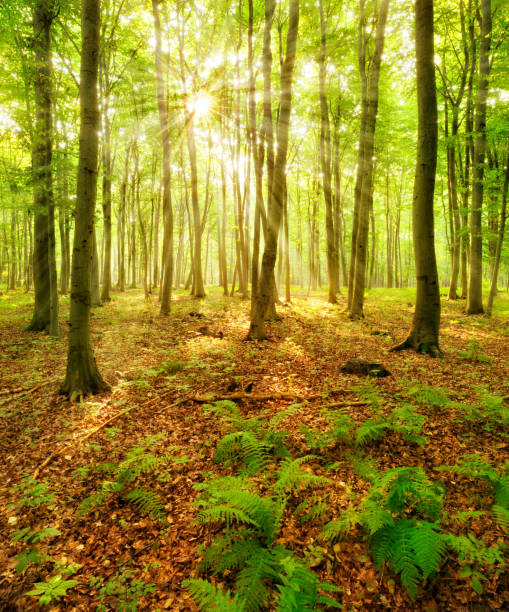 istock Beech Tree Forest, Sunbeams through Fog, Ferns covering the Ground 930064206