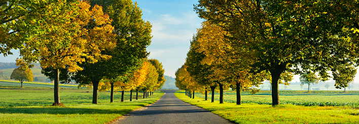 Panorama of tree lined country road through green fields, lime trees in autumn foliage, perfect symmetry