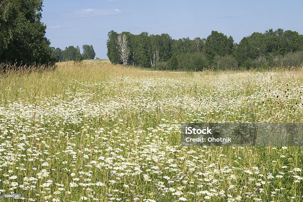 Camomiles - Royalty-free Amarelo Foto de stock