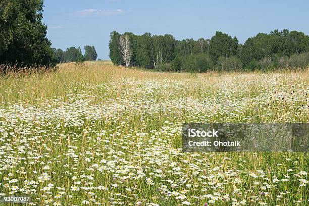 Camomiles - Fotografias de stock e mais imagens de Amarelo - Amarelo, Ao Ar Livre, Azul