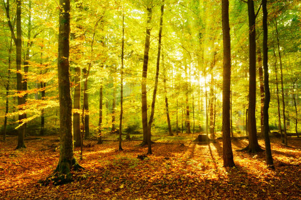 istock Forest of Beech Trees in Full Autumn Foliage, Bright Sunlight 930071198
