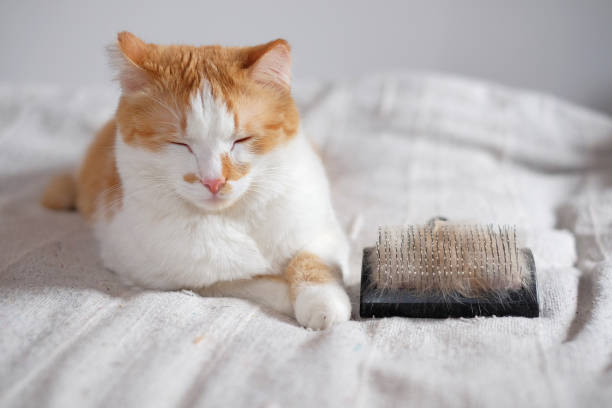 relaxed cute cat and a comb full of pet fur relaxed cute cat and a comb full of pet fur. molting stock pictures, royalty-free photos & images