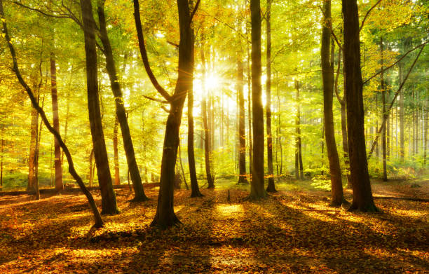 forêt de hêtres en automne, éclairée par la lumière chaude du soleil couchant - été indien photos et images de collection