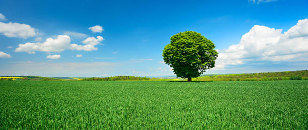 istock Panorama of Tree in Green Field under Blue Sky with Clouds 930071920