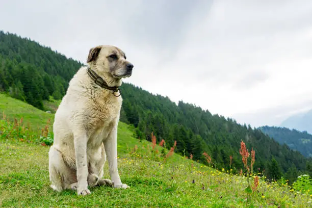 Kangal Dog there Pokut Plateau Rize Camlihemsin Turkey