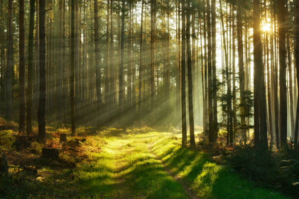 Footpath through Forest of Spruce Trees illuminated by Sunbeams through Fog stock photo