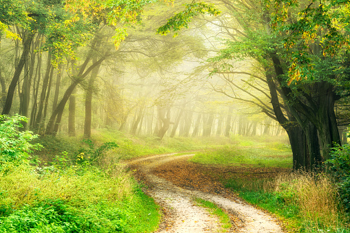 Winding Dirt Road through Forest in early Autumn, warm light of the morning sun, some fog