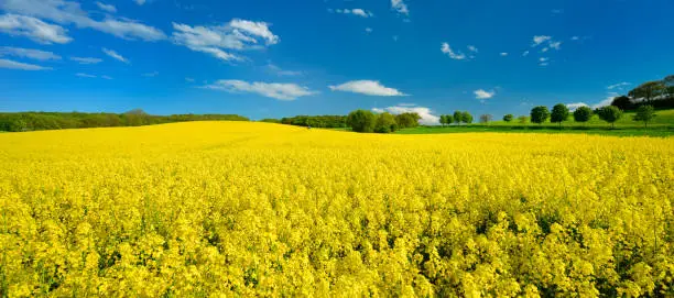 Endless Field of Rapeseed blossoming, a tractor with spray bringing out pesticides, agricultural Landscape under Blue Sky with Clouds
