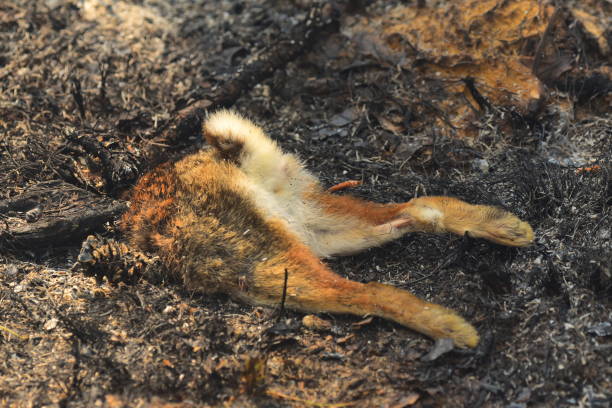 Rear end and hind legs of hare that attempted to duck into hole but died regardless. surprisingly, the fur doesn't appear burned or singed. Photo taken in north central Florida. Nikon D750 with Nikon 200mm Macro lens