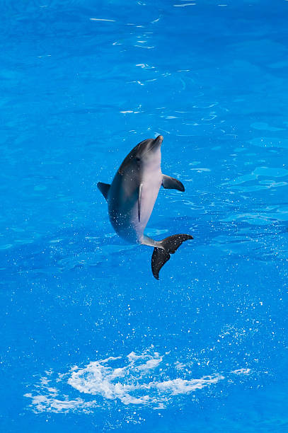 istock Dolpin jumping out of the water 93007637
