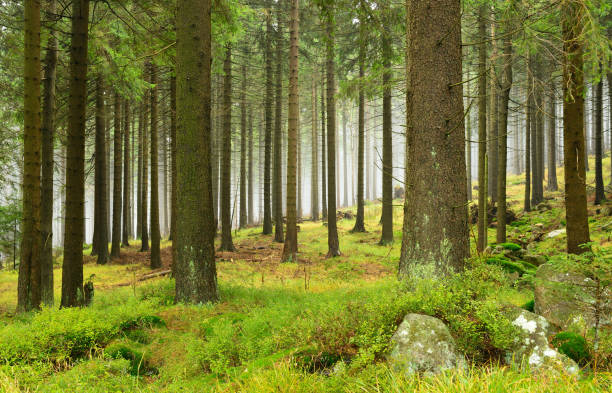 istock Natural Foggy Spruce Tree Forest 930078998
