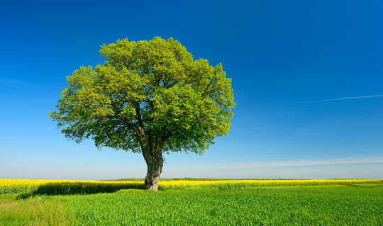 Old Linden Tree along grassy Farm Road through Fields of Wheat and Barley, Spring Landscape under clear blue sky