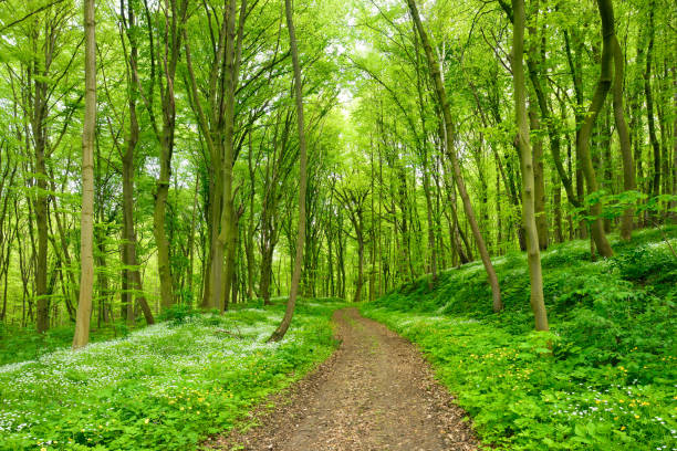 istock Winding Footpath through Lush Green Forest of Beech Trees in Spring 930082632