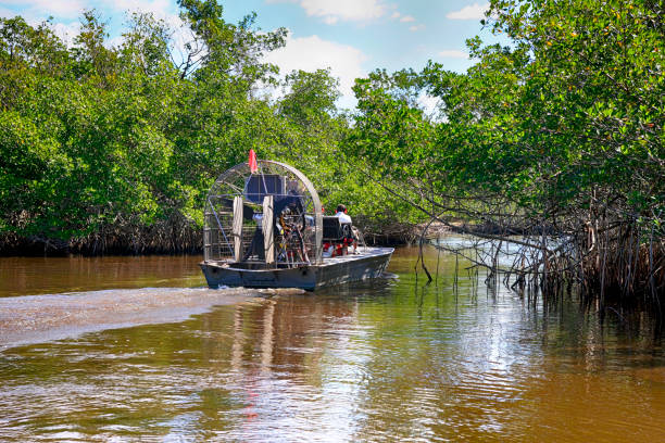 People enjoying an airboat tour of the Everglades mangrove swamps in South Florida, USA stock photo