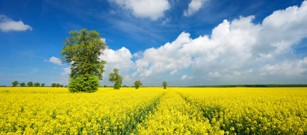 istock Field of Rapeseed in Full Bloom, solitary Lime Trees, Blue Sky 930083336