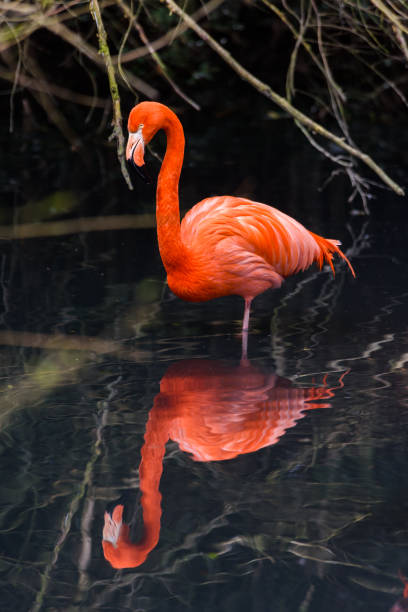 istock Red flamingos in natural enviroment 930086484