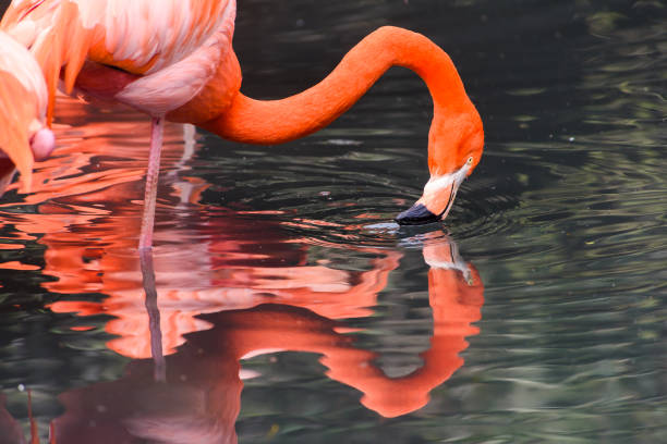 istock Red flamingos in natural enviroment 930086486