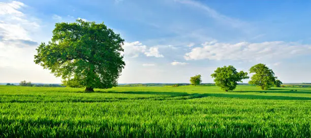 Panoramic of old solitary oak trees in endless green field of crops under a beautiful blue sky with clouds in spring