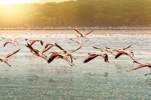 Pink flamingoes in flight at Lake Oloiden, kenya iin the sunset light