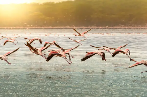 Photo of Flamingos at Oloiden Lake, Kenya