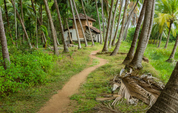 istock Footpath through coconut trees and abandoned house, Kerala, India. 930086840