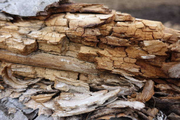istock The grain of wood 930087134