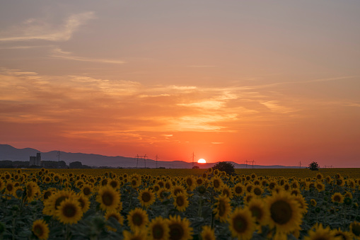 Sunset above the beautiful sunflower field in the summer.