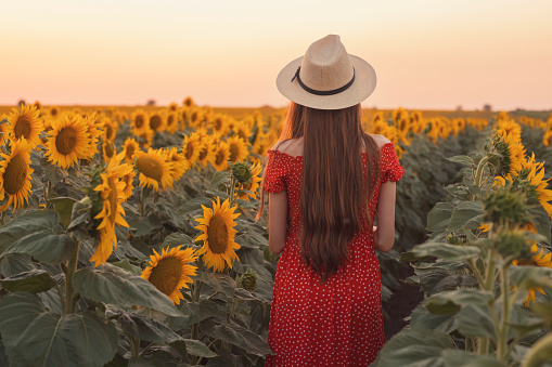 Rear view of a beautiful, young woman in red dress, with a hat enjoying in the sunflower field.