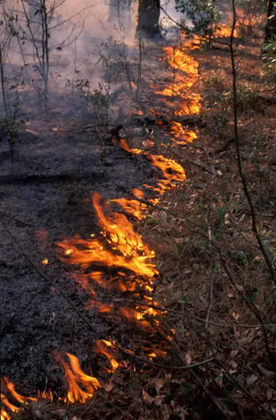 Backfire moving along forest floor, being held back and slowed by wind. The leading front of the fire is on the ground and of low intensity. Photo taken at Wakulla Springs State Park in north Florida. Nikon F100 with Fuji Velvia film