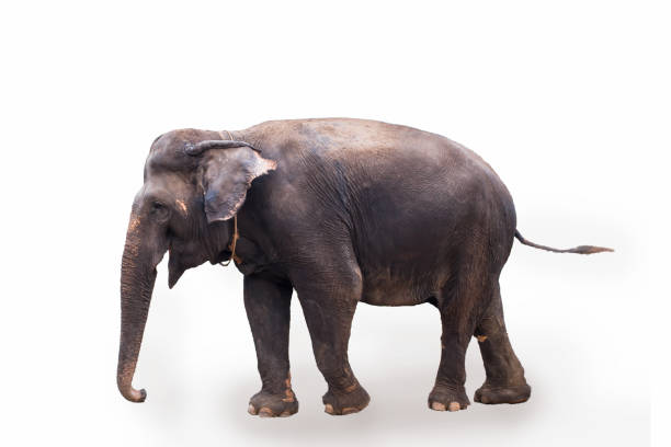 istock Elephant, Animal, Asian Elephant, Mammal, Cut Out 930094228