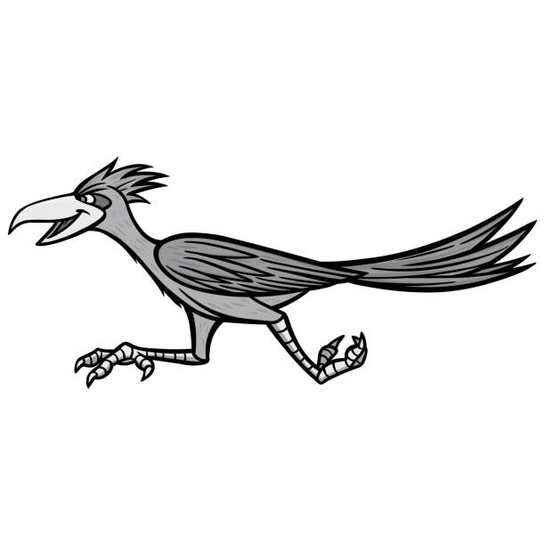 ilustrações, clipart, desenhos animados e ícones de road runner ilustração - roadrunner