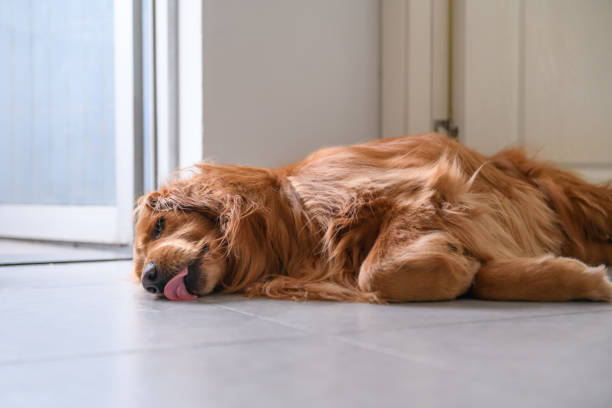 istock Golden Retriever to lie on the ground 930103926
