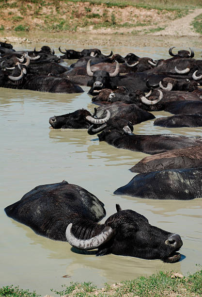 istock Water Buffalo Wallowing in Mud, Hungary 93010554