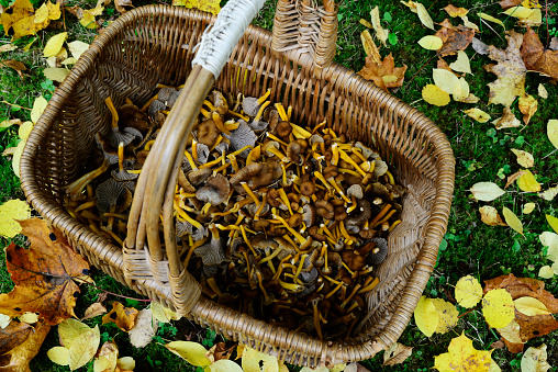 wicker basket with mushrooms craterellus tubaeformis on the grass