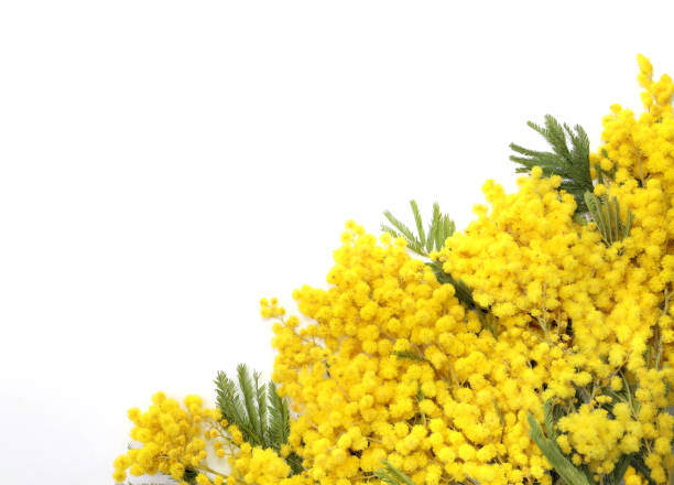 istock International Women's Day flowers symbol 930112206