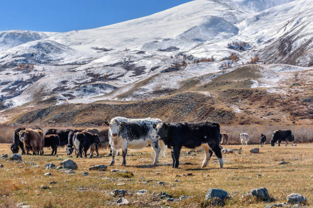 istock cow yak herd graze snow mountain 930112312