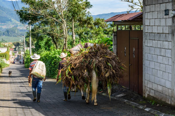 Farm workers with horse laden with maize, Guatemala Farm workers walk with horse laden with maize in village in coffee growing area near Antigua, Guatemala, Central America country road road corn crop farm stock pictures, royalty-free photos & images