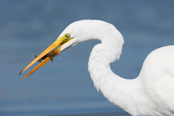 istock Great Egret with a crawfish in its beak - Florida 930114616