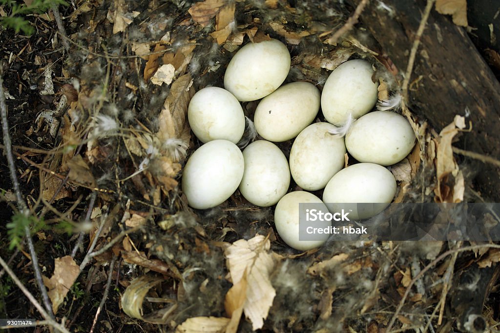 10 에그스 만들진 새 둥지 - 로열티 프리 0명 스톡 사진